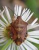 Carpocoris purpureipennis